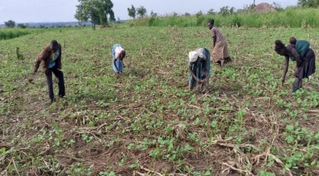 Organic Crop Planting